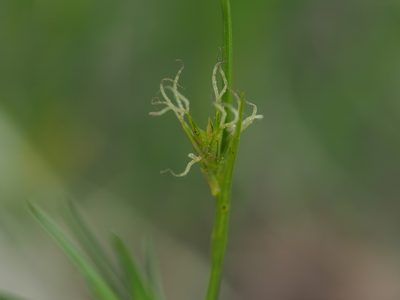 Carex michelii, photographed by carnifex