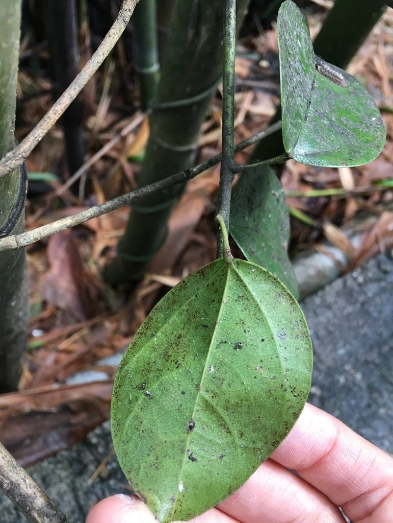 Hypserpa nitida, photographed by Yj