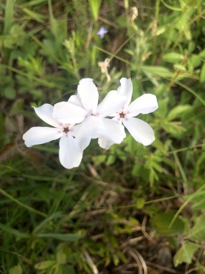 Phlox nivalis, photographed by John Kees