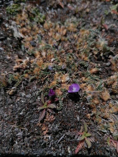 Astragalus peruvianus, photographed by Alejandro Bruno Miranda-Calle