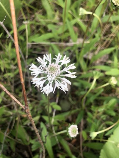 Marshallia obovata, photographed by John Kees