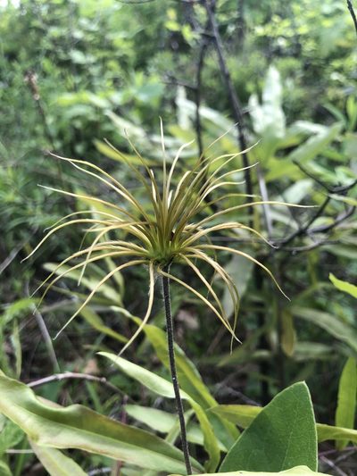Clematis ochroleuca, photographed by John Kees