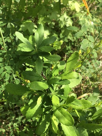 Berberis canadensis, photographed by John Kees