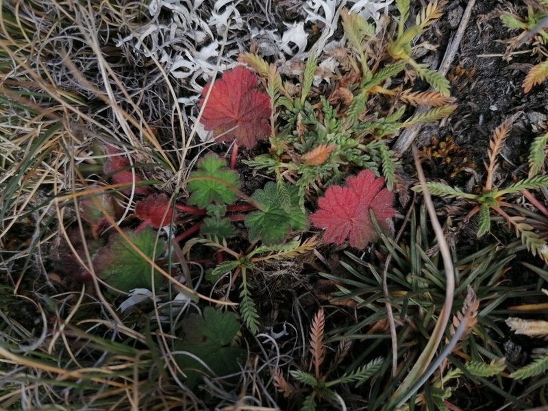 Geranium sessiliflorum, photographed by Alejandro Bruno Miranda-Calle