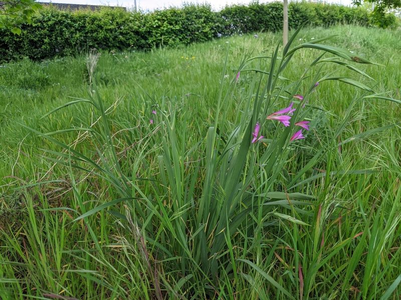 Gladiolus communis, photographed by Victor Heng