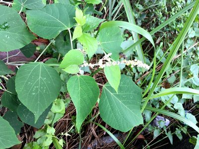 Mallotus apelta, photographed by Yj