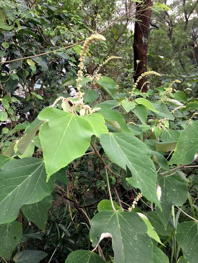 Mallotus apelta, photographed by Yj