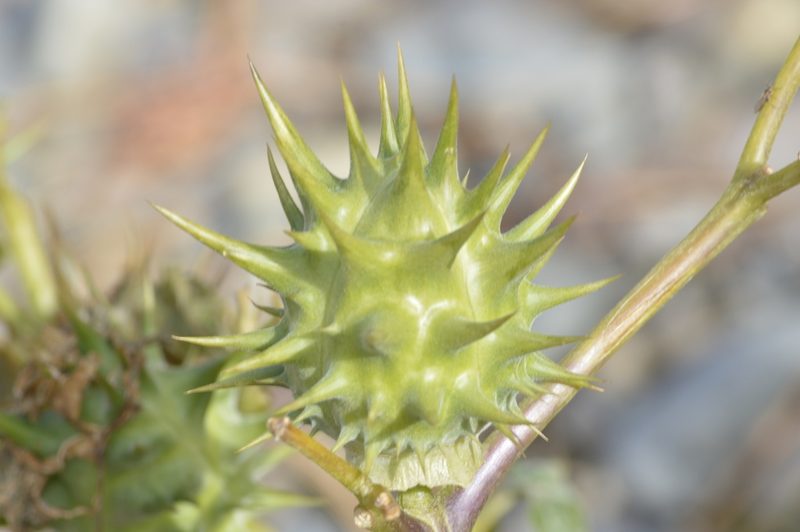 Datura ferox, photographed by E Santos Ortega