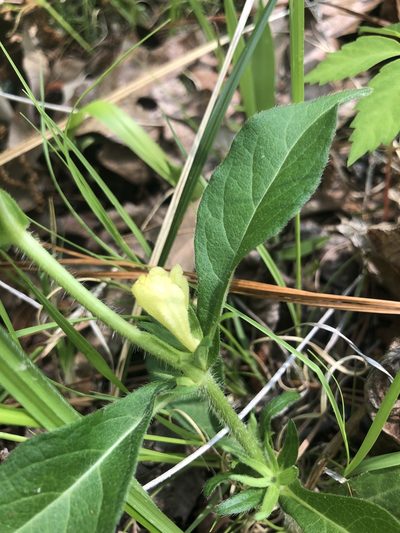 Triosteum angustifolium, photographed by John Kees