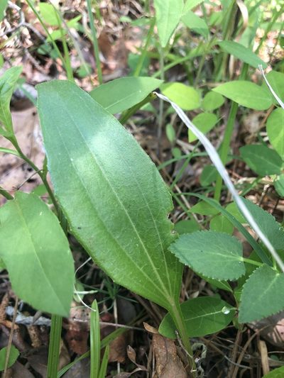 Echinacea laevigata, photographed by John Kees