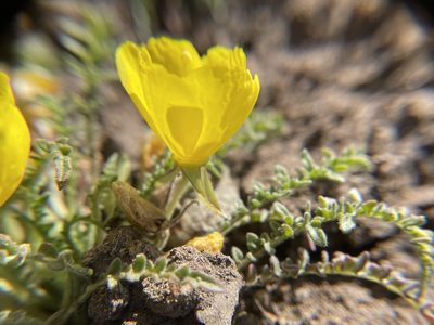 Taraxia tanacetifolia