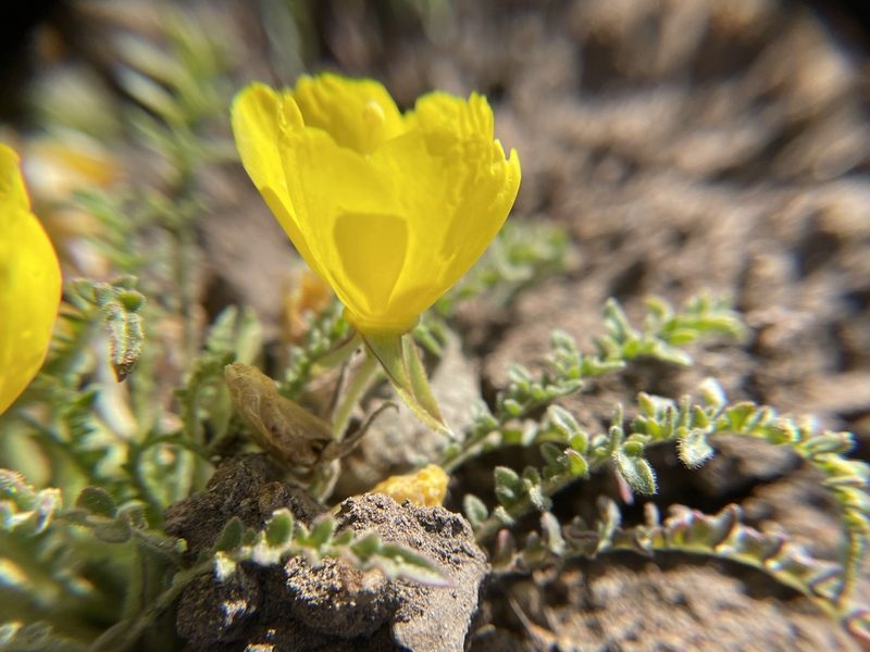 Taraxia tanacetifolia, photographed by Amelia Tauber