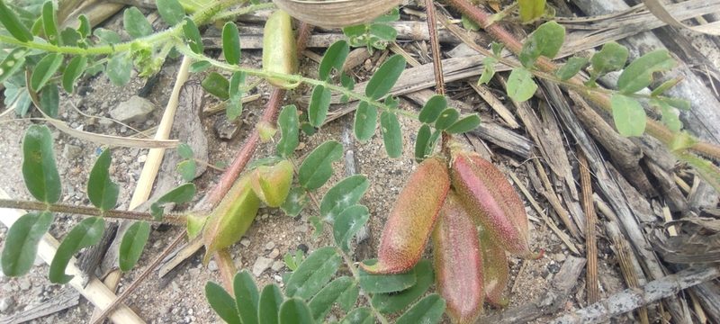 Astragalus boeticus, photographed by Santiago Martín-Bravo