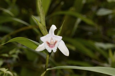 Sobralia pulcherrima, photographed by TOUROULT Julien