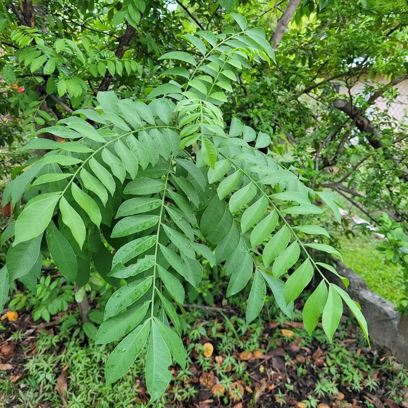 Spondias purpurea, photographed by Maria Janeiro