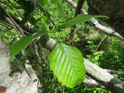 Alnus rubra, photographed by Garth Harwood