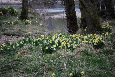 Narcissus pseudonarcissus, photographed by Mirela