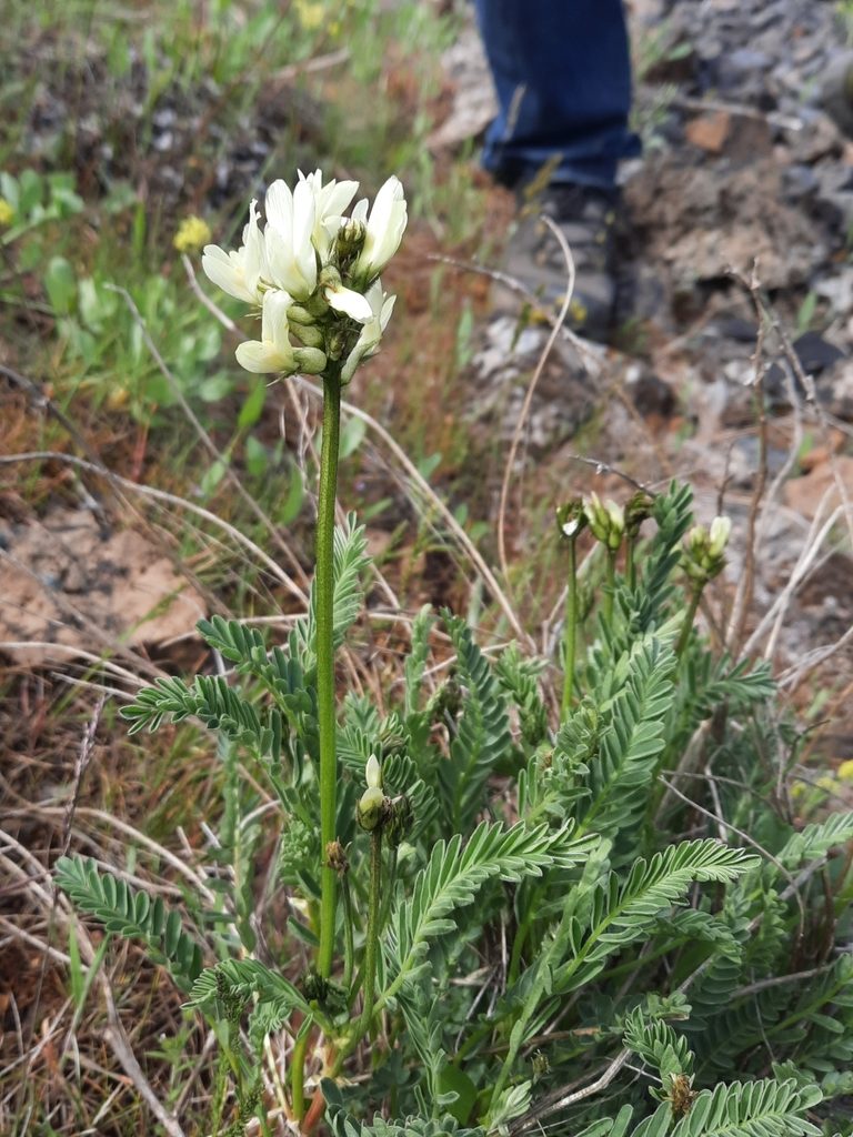 Astragalus reventiformis, photographed by Jeffrey Lee (he/him/his)