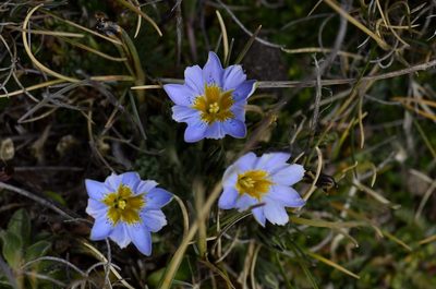 Gentiana sedifolia, photographed by Alejandro Bruno Miranda-Calle
