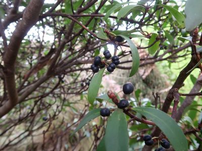 Tasmannia lanceolata, photographed by Cowirrie
