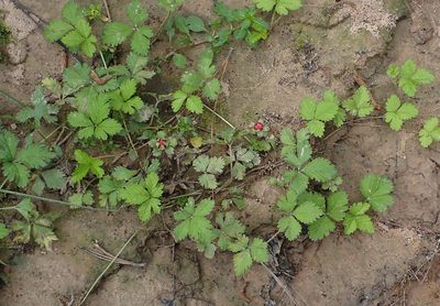 Potentilla hebiichigo, photographed by Mike Duran
