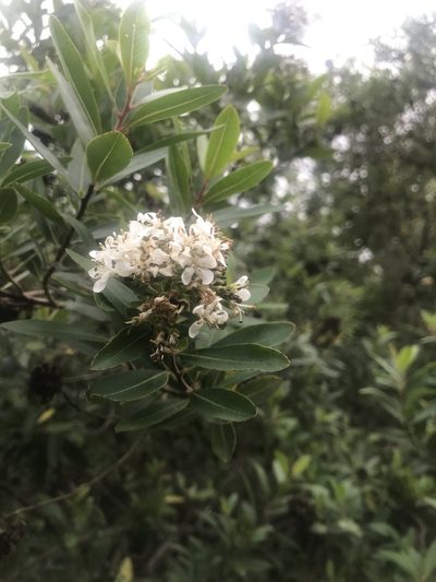 Escallonia bifida, photographed by Gabriel Perazza