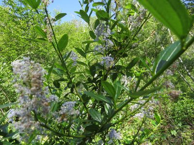 Ceanothus thyrsiflorus, photographed by Garth Harwood
