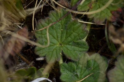 Geranium sessiliflorum, photographed by Alejandro Bruno Miranda-Calle
