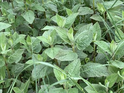 Stachys chamissonis, photographed by Spencer Quayle