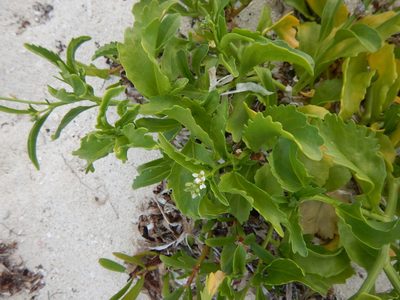 Cakile lanceolata, photographed by stinger