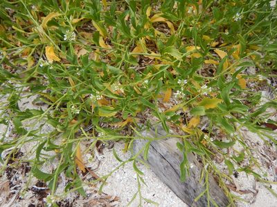 Cakile lanceolata, photographed by stinger