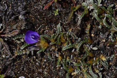 Astragalus peruvianus, photographed by Alejandro Bruno Miranda-Calle