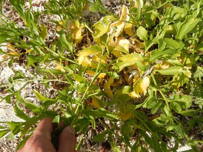 Cakile lanceolata, photographed by stinger
