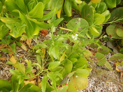 Cakile lanceolata, photographed by stinger