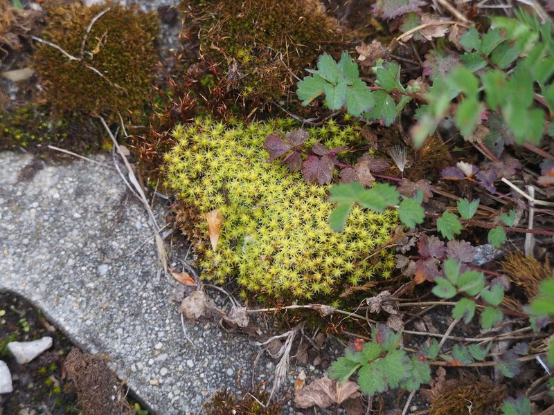 Niphotrichum canescens, photographed by carnifex