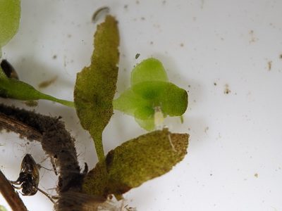 Lemna trisulca, photographed by Victor Heng