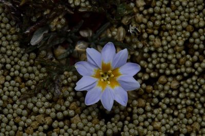 Gentiana sedifolia, photographed by Alejandro Bruno Miranda-Calle
