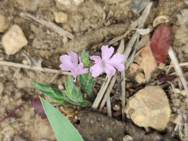 Elytraria imbricata, photographed by Liliana Ramírez-Freire