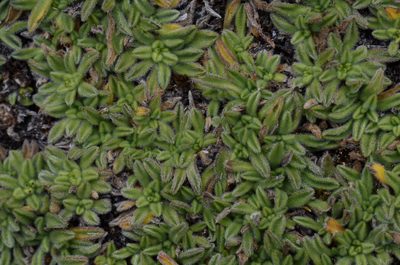 Erigeron rosulatus, photographed by Alejandro Bruno Miranda-Calle