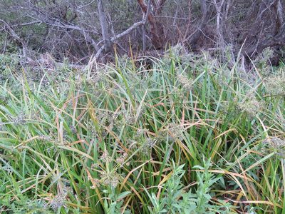 Scirpus microcarpus, photographed by Garth Harwood