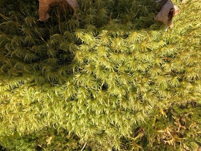 Dicranum polysetum, photographed by Mark