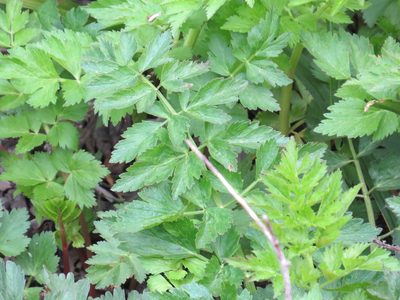 Oenanthe sarmentosa, photographed by Garth Harwood