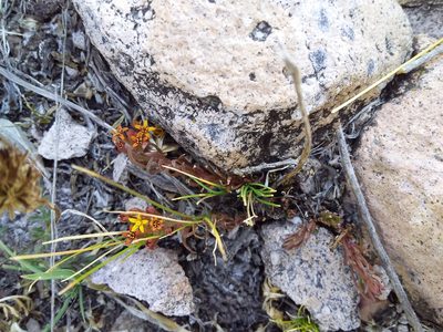 Quinchamalium chilense, photographed by Humber Alberto