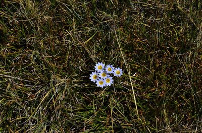 Gentiana sedifolia, photographed by Alejandro Bruno Miranda-Calle