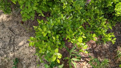 Ilex vomitoria, photographed by Joseph Aubert