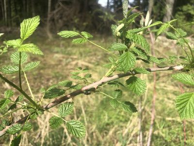 Rubus leucodermis, photographed by Leonel Richard
