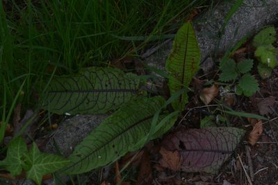 Rumex sanguineus, photographed by Matthew Vosper
