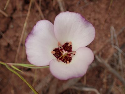 Calochortus catalinae, photographed by George Williams