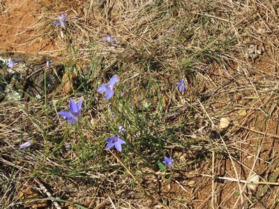 Wahlenbergia capillaris, photographed by Donald Hobern