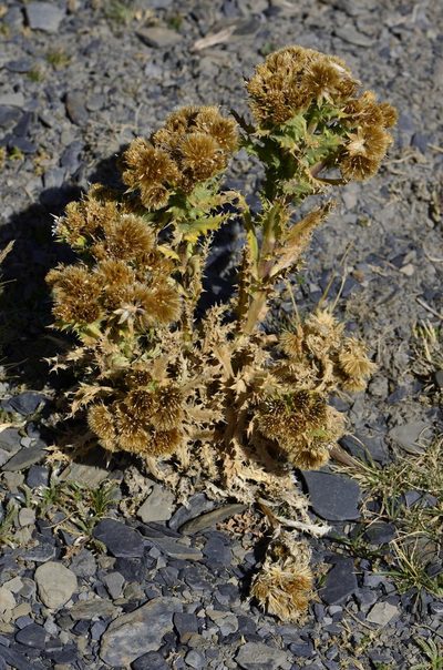 Perezia multiflora, photographed by Alejandro Bruno Miranda-Calle